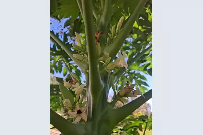 17230 NW 264th St., Okeechobee, FL 34972 - Photo 3