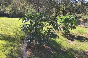 17230 NW 264th St, Okeechobee, FL 34972 - Photo 23