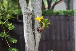 1303 Seagrape Cir, Weston, FL 33326 - Photo 39