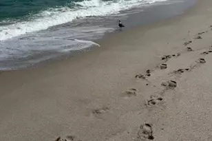 3140 S Ocean Dr Unit, Hallandale Beach, FL 33009 - Photo 11