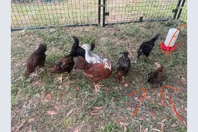 3050 E Possum Ct, Inverness, FL 34452 - Photo 73