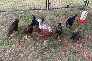 3050 E Possum Ct, Inverness, FL 34452 - Photo 73