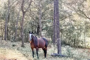 3050 E Possum Ct, Inverness, FL 34452 - Photo 63