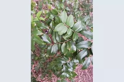 0000  Windinghill Rd, Ocala, FL 34471 - Photo 1