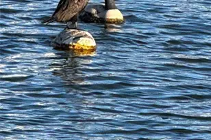 3308 Caracal Dr, Hutchinson Island, FL 34949 - Photo 49