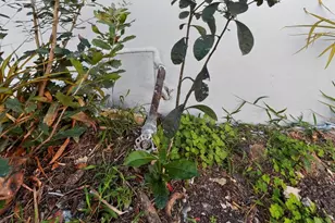 14220 NE 3rd Ct, Miami, FL 33161 - Photo 33