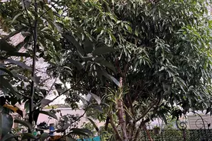 1890 SW 83rd Terrace, Davie, FL 33324 - Photo 13