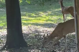 800 SW Applewood Glen, Fort White, FL 32038 - Photo 3