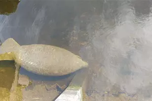 1806 NE 22nd Terrace, Fort Lauderdale, FL 33305 - Photo 43