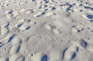 8501 Gulf Blvd, Navarre, FL 32566 - Photo 41