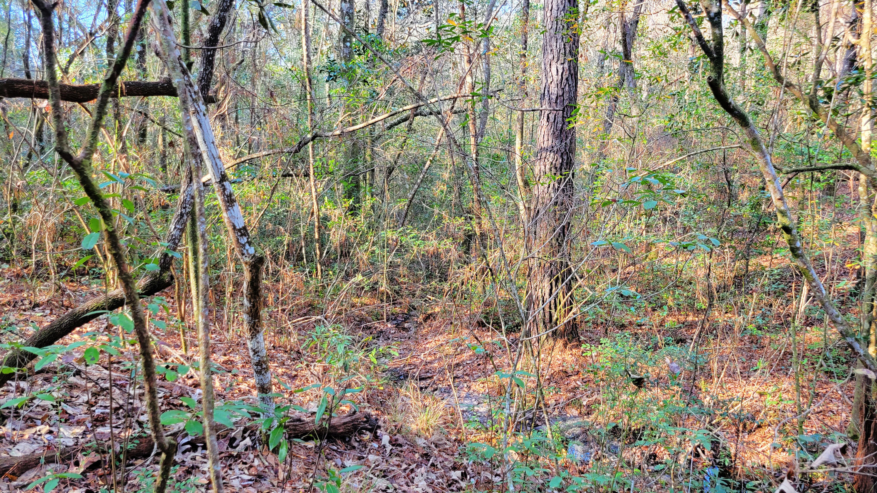 20 Acres Hinote Rd, Mossy Head, FL 32539 MLS 916512 Coldwell Banker