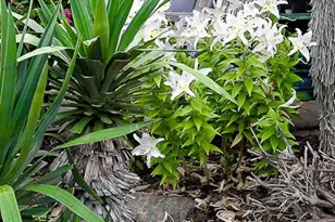 32 N Manor Ave, Longport, NJ 08403 - Photo 9