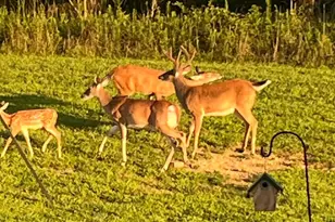 984 Pine Rd, Carlisle, PA 17015 - Photo 55