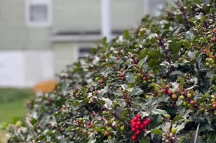 36 E Fell St, Summit Hill, PA 18250 - Photo 39