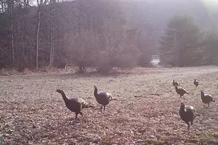 228 Huntington Creek, Sweet Valley, PA 18656 - Photo 117