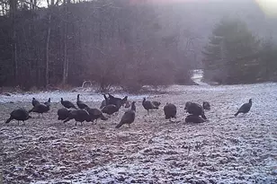 228 Huntington Creek, Sweet Valley, PA 18656 - Photo 115