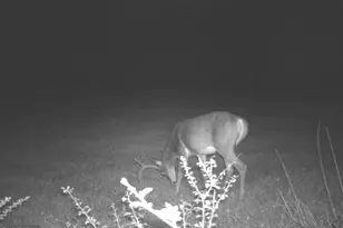 228 Huntington Creek, Sweet Valley, PA 18656 - Photo 103