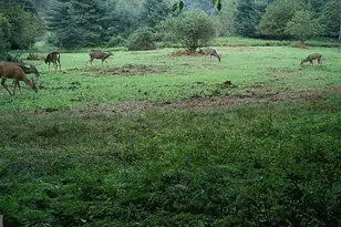 228 Huntington Creek, Sweet Valley, PA 18656 - Photo 113