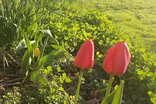 1100 Cressman Rd, Schwenksville, PA 19473 - Photo 67