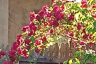 1642 Locust St, Norristown, PA 19401 - Photo 27