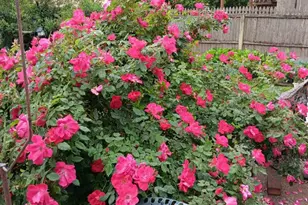 1642 Locust St, Norristown, PA 19401 - Photo 29