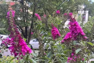 5011 Pentridge St, Philadelphia, PA 19143 - Photo 35