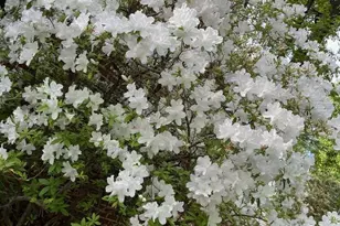 1211 Lanetown Rd, Crozet, VA 22932 - Photo 47