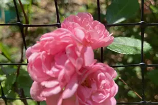 1211 Lanetown Rd, Crozet, VA 22932 - Photo 49