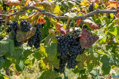 9175 Batesville Rd, Afton, VA 22902 - Photo 53