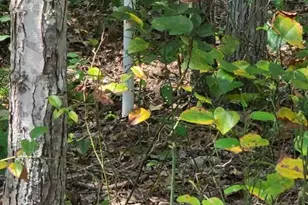 12 Langdon Woods Dr, Dyke, VA 22935 - Photo 47