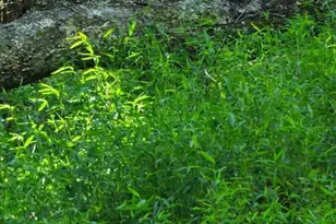 12 Langdon Woods Dr, Dyke, VA 22935 - Photo 49