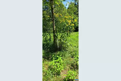 12 Langdon Woods Dr, Dyke, VA 22935 - Photo 51