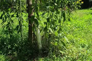 12 Langdon Woods Dr, Dyke, VA 22935 - Photo 51