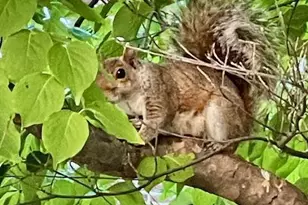 3720 39th St NW, Washington, DC 20016 - Photo 27