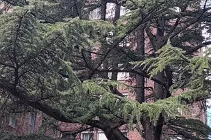 4000 Cathedral Ave NW, Washington, DC 20016 - Photo 45