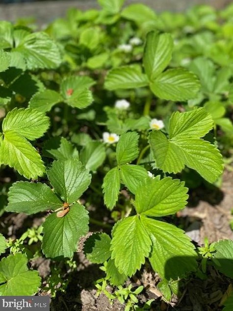 1825 Cedar Dr, Severn MD  21144-1005 exterior