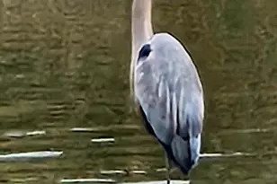 34 Johnson Rd, Pasadena, MD 21122 - Photo 43