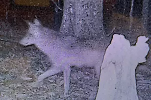 12401 Amherst Ave NE, Cumberland, MD 21502 - Photo 21