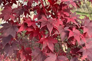 11416 Kline Dr NW, Cumberland, MD 21502 - Photo 53