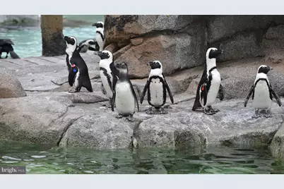 331 Rossiter Avenue, Baltimore, MD 21212 - Photo 21