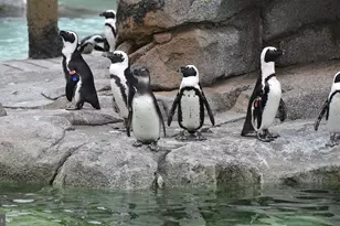 331 Rossiter Ave, Baltimore, MD 21212 - Photo 21