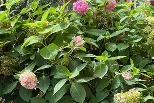 900 Red Brook Blvd, Owings Mills, MD 21117 - Photo 11