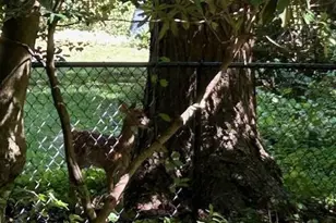 605 Upland Rd, Pikesville, MD 21208 - Photo 29