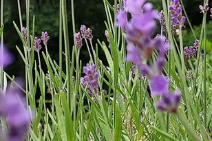 7410 Dakota Ave, Chesapeake Beach, MD 20732 - Photo 53