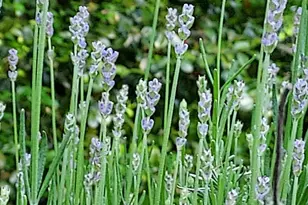 7410 Dakota Ave, Chesapeake Beach, MD 20732 - Photo 61