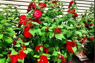 4000 Hanson Rd, White Plains, MD 20695 - Photo 11