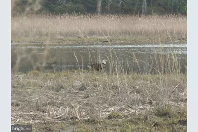 Tayloes Neck Road, Nanjemoy, MD 20662 - Photo 3