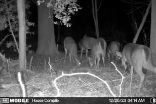 26623 Bee Tree Rd, Henderson, MD 21640 - Photo 33