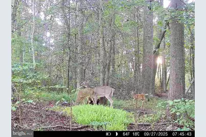 26623 Bee Tree Road, Henderson, MD 21640 - Photo 31