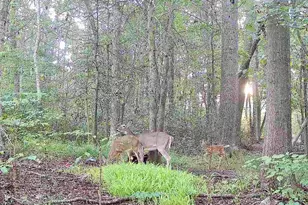 26623 Bee Tree Rd, Henderson, MD 21640 - Photo 31